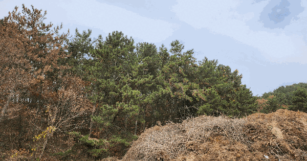 부산광역시 기장군 철마면 고촌리 산81 임야 경매 물건 이미지