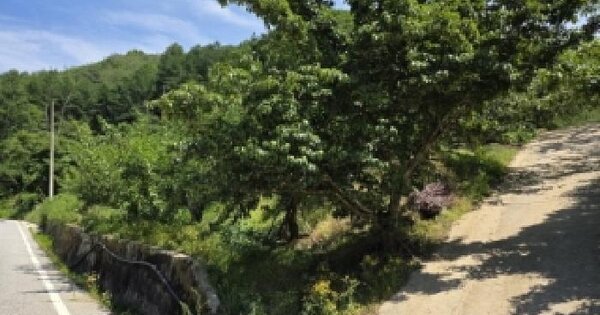 경상북도 안동시 녹전면 사천리 산112 임야 경매 물건 이미지