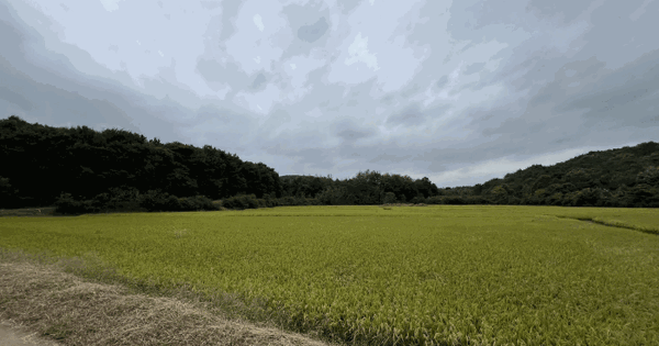 충청남도 당진시 석문면 통정리 873-14 답 경매 물건 이미지