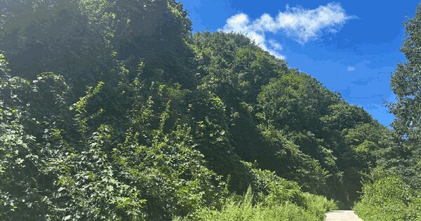경상북도 영덕군 축산면 조항리 산81 임야 경매 물건 이미지