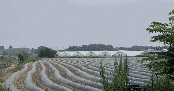 경기도 화성시 마도면 청원리 582-65 답 경매 물건 이미지