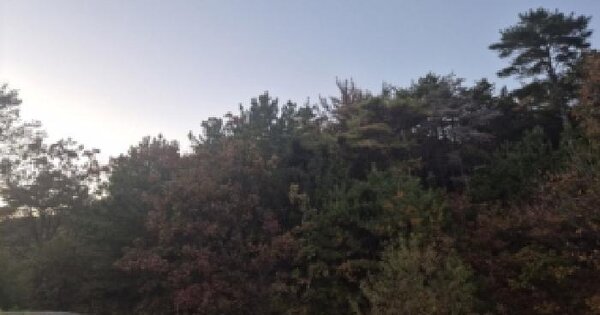 경상북도 포항시 북구 흥해읍 초곡리 산19 임야 경매 물건 이미지