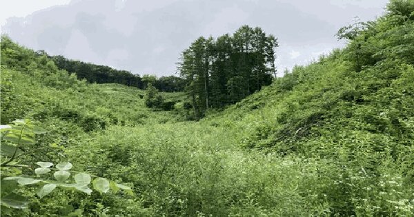 강원특별자치도 평창군 방림면 운교리 산87 임야 경매 물건 이미지