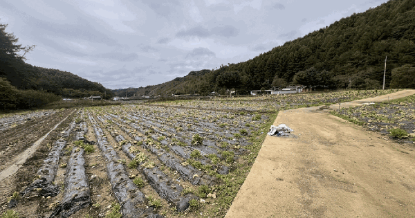 강원특별자치도 평창군 봉평면 덕거리 167-2 전 경매 물건 이미지
