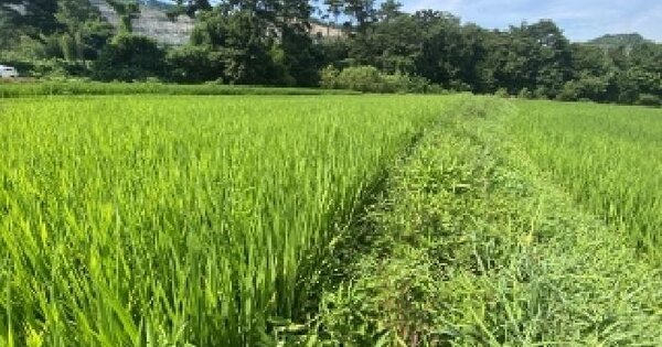 충청남도 당진시 구룡동 762 답 경매 물건 이미지