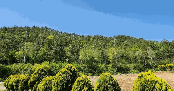 전라남도 해남군 해남읍 내사리 산27-1 임야 경매 물건 이미지