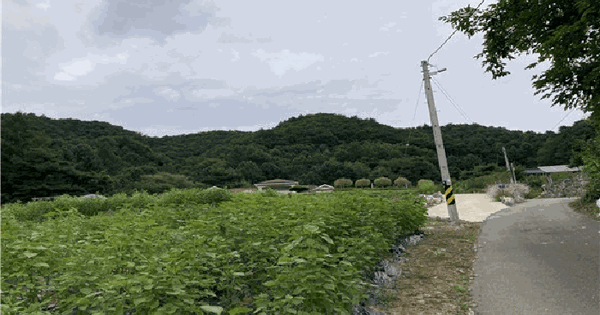 강원특별자치도 평창군 봉평면 원길리 산122 임야 경매 물건 이미지