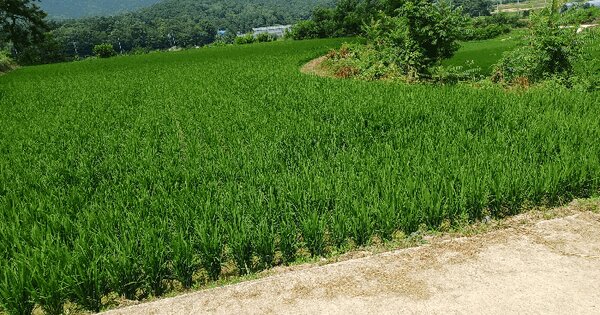 경상북도 안동시 풍산읍 오미리 1109 전 경매 물건 이미지