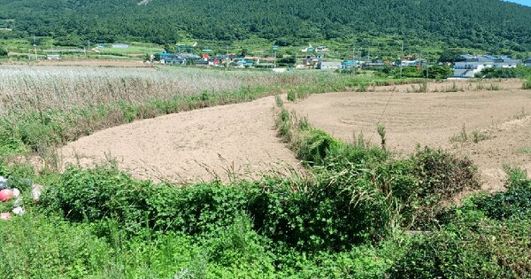 전라남도 완도군 청산면 상동리 858 답 경매 물건 이미지