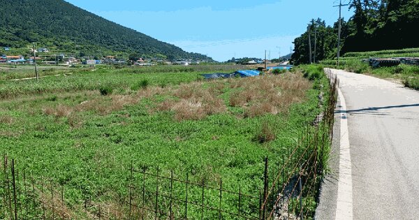전라남도 완도군 청산면 상동리 861 답 경매 물건 이미지