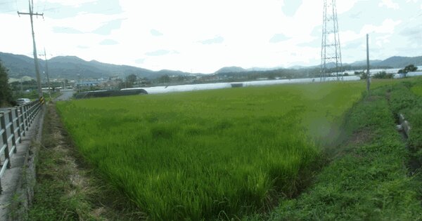 충청남도 논산시 양촌면 명암리 151-1 과수원 경매 물건 이미지