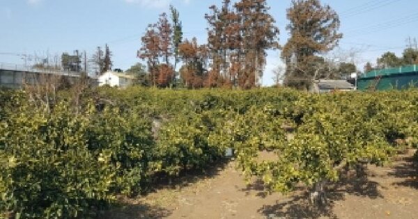제주특별자치도 서귀포시 남원읍 남원리 881-1 과수원 경매 물건 이미지
