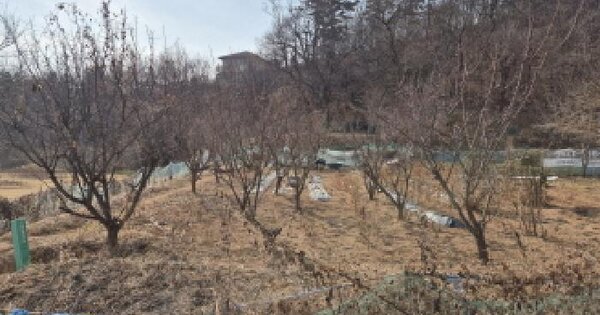 울산광역시 중구 약사동 306 과수원 경매 물건 이미지