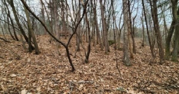 경기도 양주시 백석읍 가업리 산94 임야 경매 물건 이미지