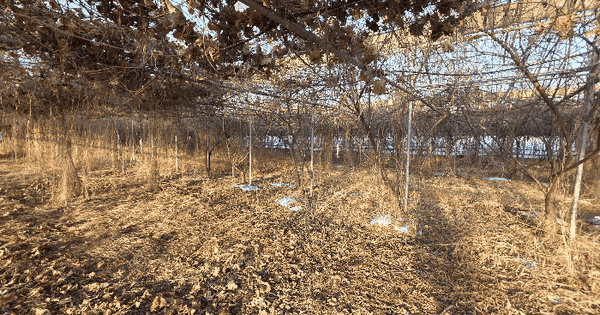 충청북도 옥천군 동이면 세산리 1065 과수원 경매 물건 이미지