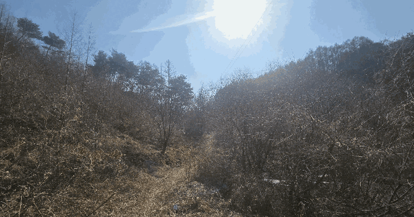 경상북도 안동시 북후면 옹천리 산50 임야 경매 물건 이미지