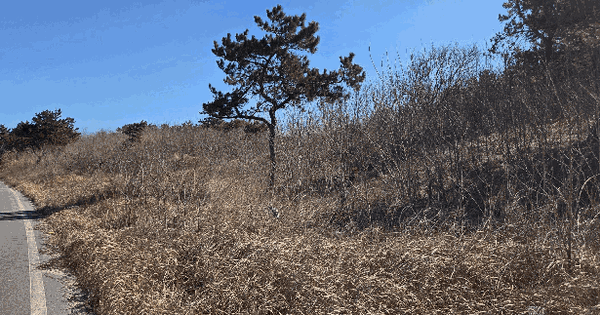 전남광주통합특별시 신안군 비금면 도고리 산20-104 임야 경매 물건 이미지