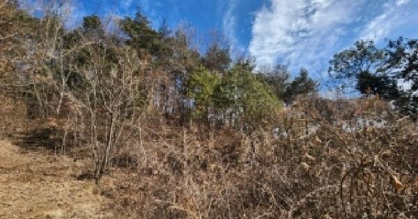 전라남도 곡성군 석곡면 연반리 산117 임야 경매 물건 이미지
