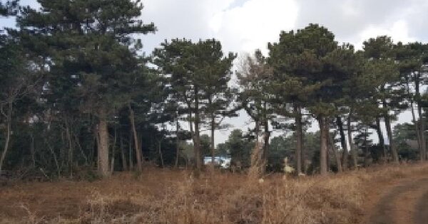 제주특별자치도 서귀포시 성산읍 오조리 463 임야 경매 물건 이미지