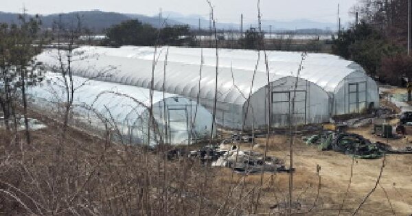 대구광역시 달성군 하빈면 묘리 125 과수원 경매 물건 이미지