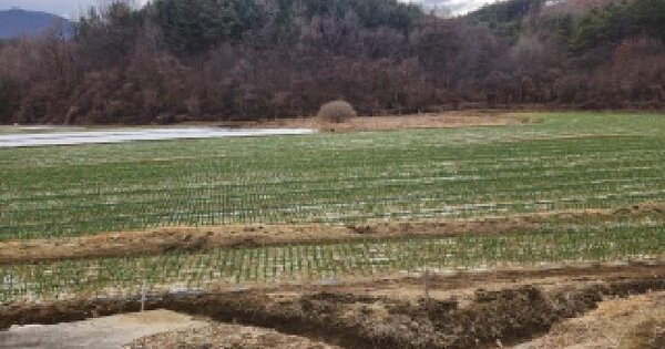 경상북도 영천시 신녕면 치산리 890 답 경매 물건 이미지