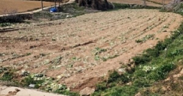 전남광주통합특별시 해남군 황산면 관춘리 1467-5 답 경매 물건 이미지