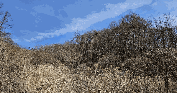 충청남도 금산군 남이면 건천리 산58 임야 경매 물건 이미지