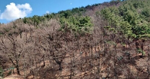 경상남도 김해시 율하동 1065-1 임야 경매 물건 이미지