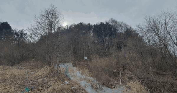 강원특별자치도 인제군 인제읍 덕적리 산51 임야 경매 물건 이미지