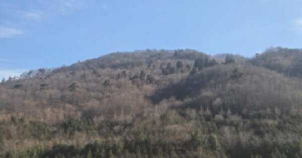전남광주통합특별시 순천시 별량면 대룡리 645-2 임야 경매 물건 이미지
