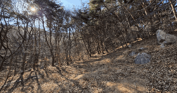 경상남도 산청군 신안면 외송리 산31 임야 경매 물건 이미지