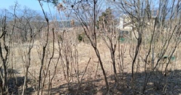 강원특별자치도 춘천시 신북읍 천전리 370-20 전 경매 물건 이미지
