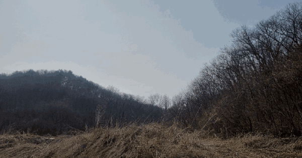 경기도 연천군 신서면 도신리 산137-1 임야 경매 물건 이미지