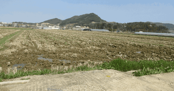 전남광주통합특별시 서구 세하동 577-3 답 경매 물건 이미지