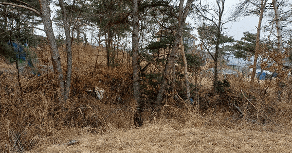 경상북도 경주시 강동면 안계리 산31-5 임야 경매 물건 이미지