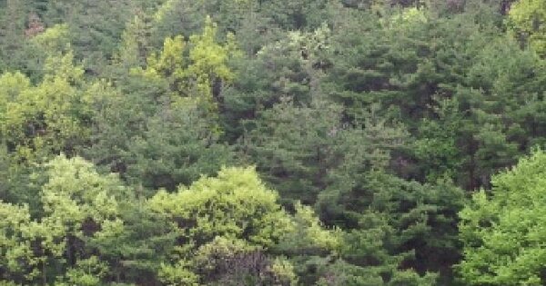 경상남도 밀양시 단장면 안법리 산23-3 임야 경매 물건 이미지