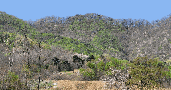 충청북도 음성군 음성읍 용산리 산182 임야 경매 물건 이미지