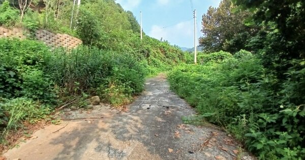 경기도 가평군 청평면 대성리 산59-12 임야 경매 물건 이미지