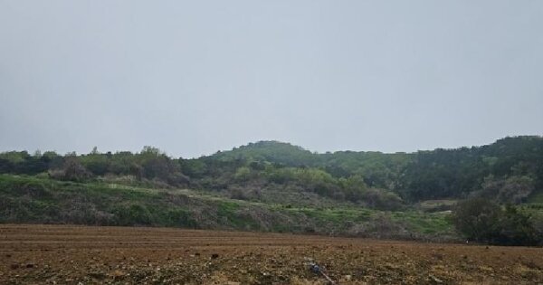 전남광주통합특별시 진도군 진도읍 산월리 산40 임야 경매 물건 이미지