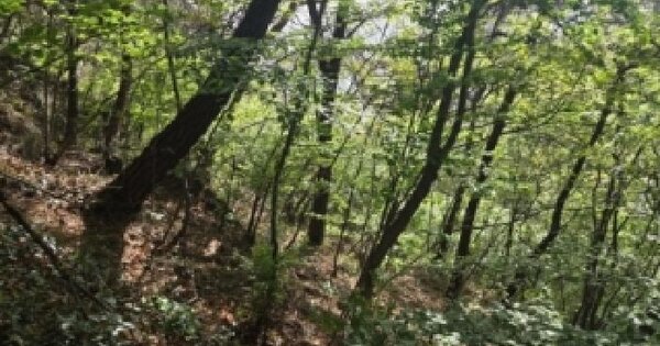 전남광주통합특별시 순천시 연향동 1050-2 임야 경매 물건 이미지