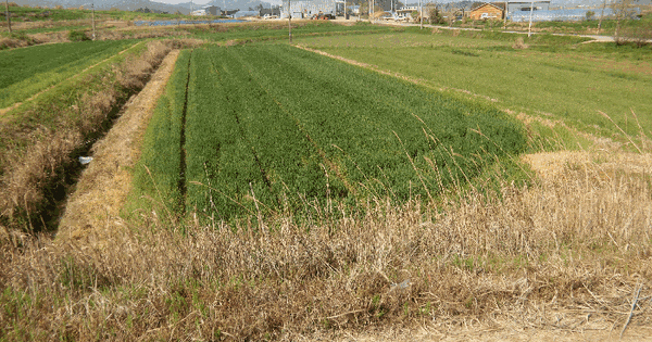 전남광주통합특별시 영광군 군서면 덕산리 898-3 답 경매 물건 이미지