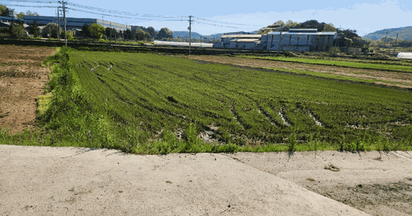 전남광주통합특별시 함평군 월야면 양정리 260-3 답 경매 물건 이미지