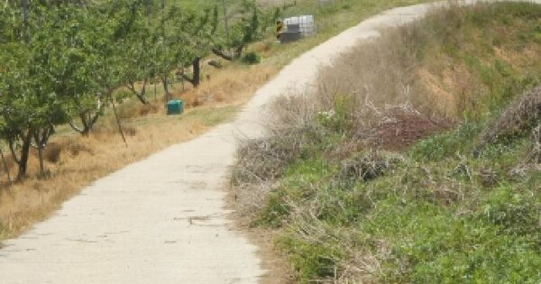 세종특별자치시 연서면 국촌리 116-3 임야 경매 물건 이미지