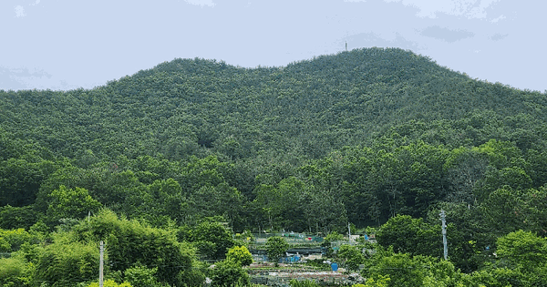전남광주통합특별시 여수시 문수동 산81-2 임야 경매 물건 이미지