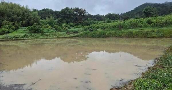 전남광주통합특별시 나주시 봉황면 송현리 145 답 경매 물건 이미지