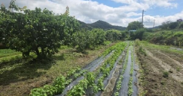 전남광주통합특별시 순천시 별량면 송학리 314-1 답 경매 물건 이미지