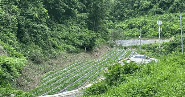 경상북도 영양군 입암면 금학리 1026 전 경매 물건 이미지