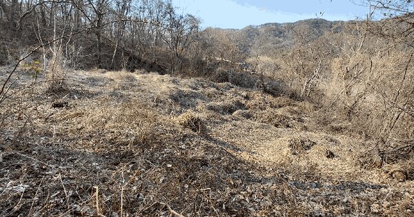전라남도 담양군 월산면 중월리 217-1 전 경매 물건 이미지
