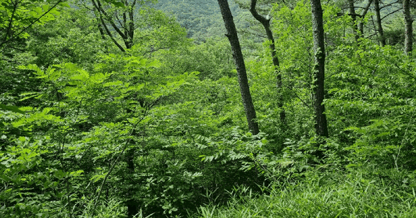 울산광역시 동구 동부동 산77 임야 경매 물건 이미지