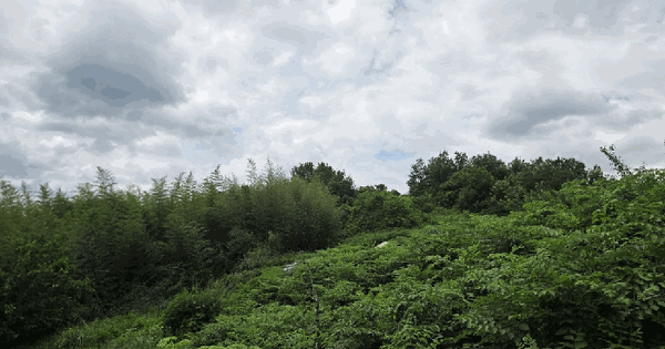 경상남도 밀양시 삼랑진읍 검세리 521-1 임야 경매 물건 이미지